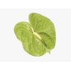 ANTHURIUM MIDORI 9/11 035 CM DIAM MIN 9 CM VERDE