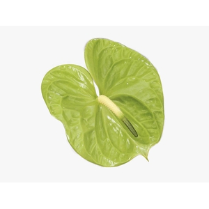 ANTHURIUM MIDORI 9/11 035 CM DIAM MIN 9 CM VERDE