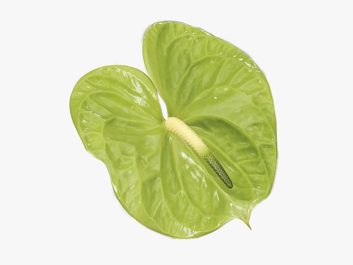 <h4>ANTHURIUM MIDORI 9/11 035 CM DIAM MIN 9 CM VERDE</h4>