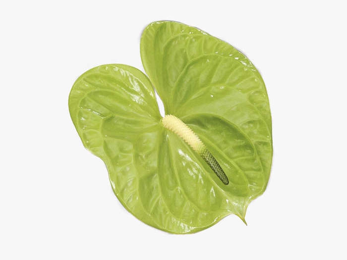 ANTHURIUM MIDORI 9/11 035 CM DIAM MIN 9 CM VERDE