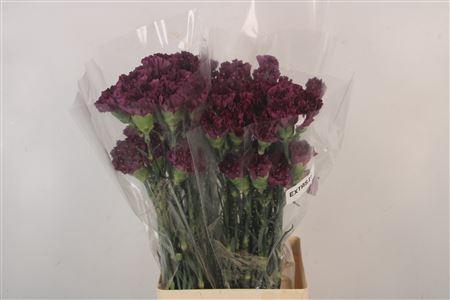 <h4>Di St Extasis</h4>