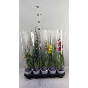 Burrageara  'Nelly Isler'