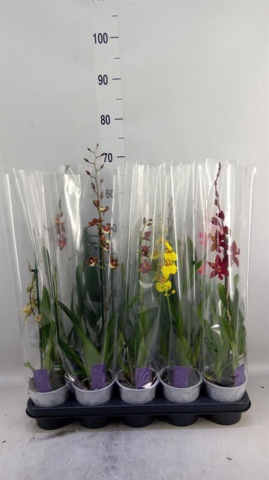 <h4>Burrageara  'Nelly Isler'</h4>