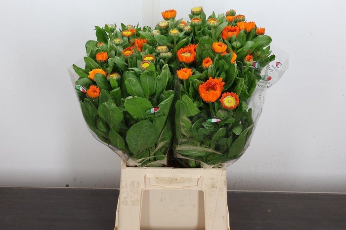 <h4>Calendula Oranje</h4>