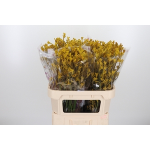 Anigoz Imani Yellow