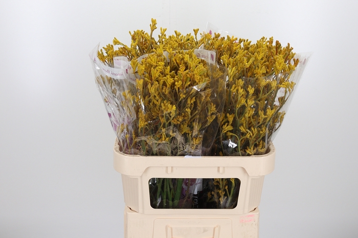 <h4>Anigoz Imani Yellow</h4>