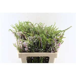 Kaaps Erica Pirnce Of Wales