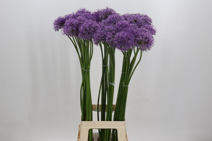 <h4>Allium Gladiator</h4>