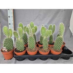 OPUNTIA