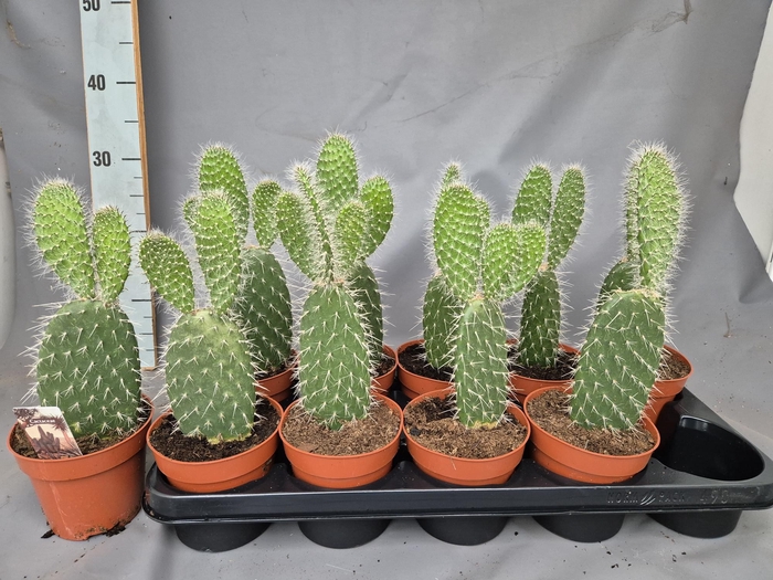 <h4>OPUNTIA</h4>