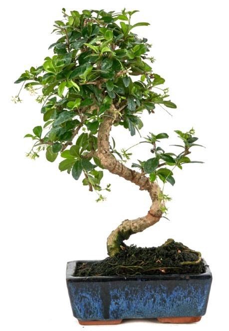 <h4>CARMONA RETUSA</h4>