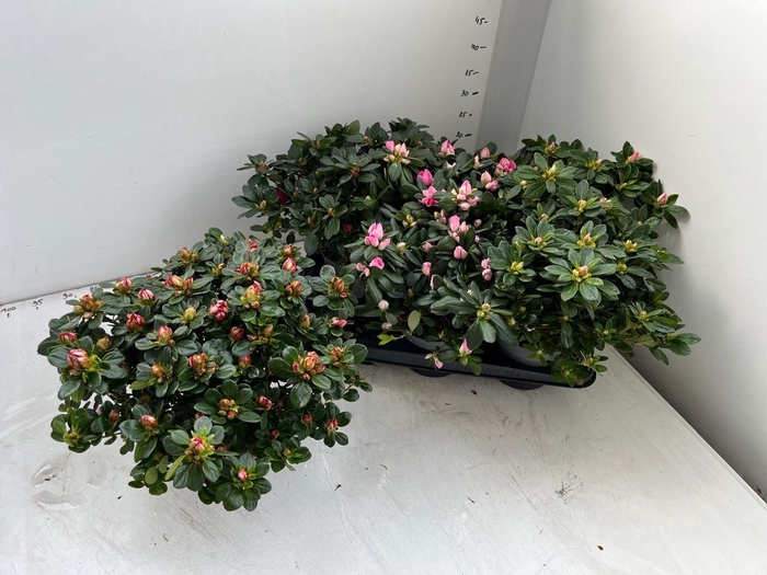 <h4>RHODO SI GEM</h4>