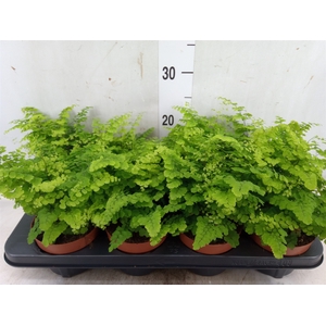 Adiantum raddi. 'Fritz-Luthi'