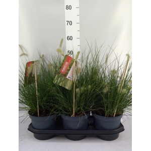 Pennisetum alopec. 'Little Bunny'