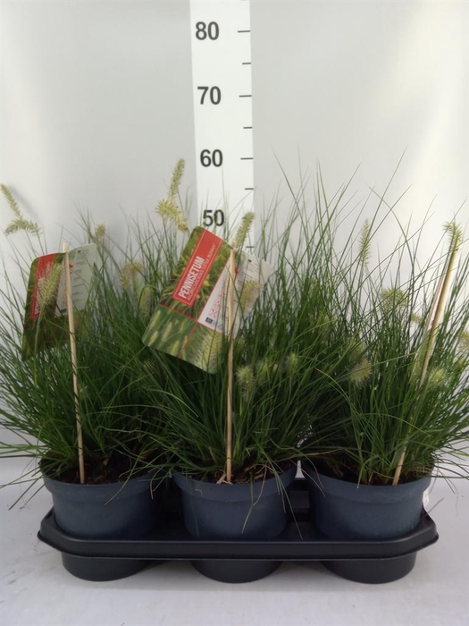 <h4>Pennisetum alopec. 'Little Bunny'</h4>