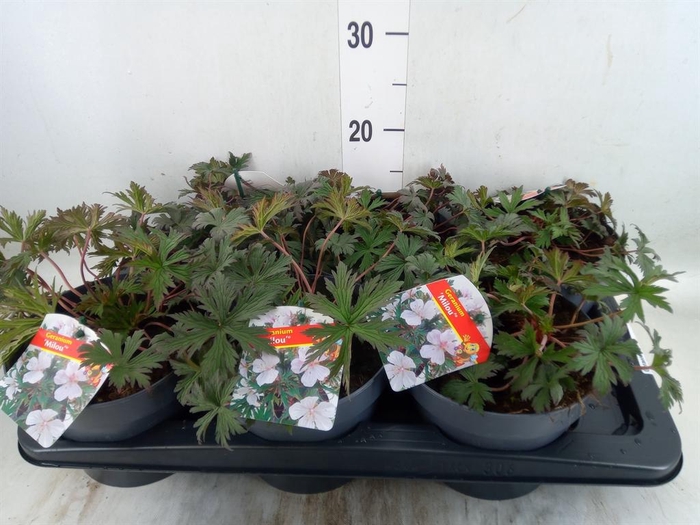 <h4>Geranium   ...</h4>