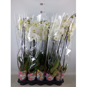 Phalaenopsis   ...white