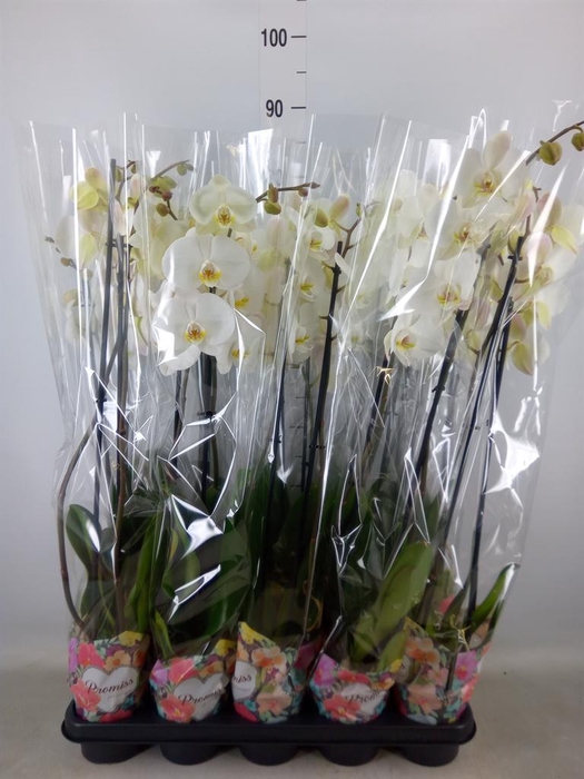<h4>Phalaenopsis   ...white</h4>