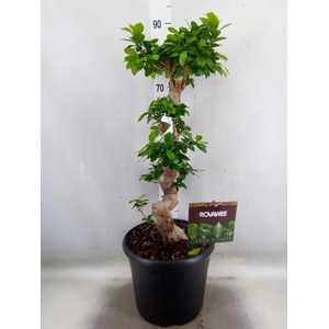 Ficus microcarpa 'Ginseng'