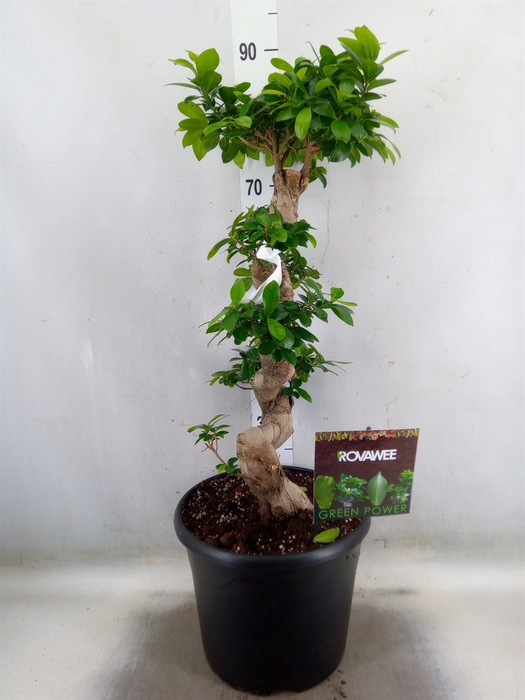 <h4>Ficus microcarpa 'Ginseng'</h4>