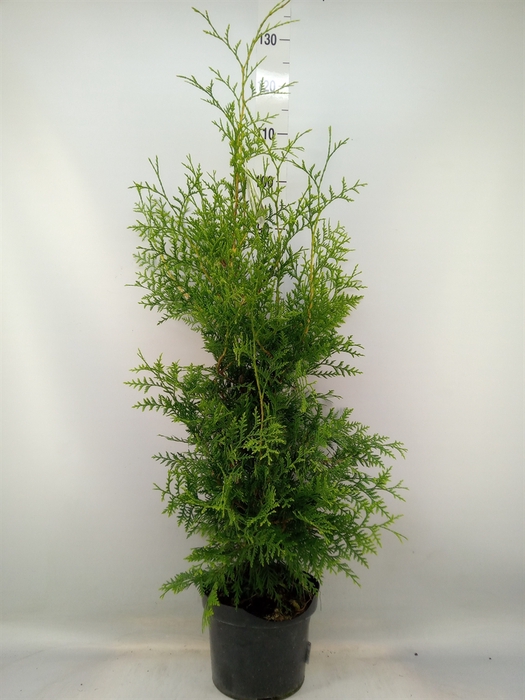 <h4>Thuja occid. 'Brabant'</h4>
