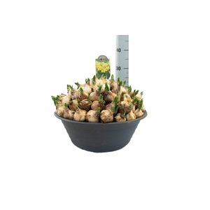 Narcissus Tete a Tete