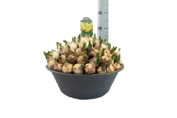 <h4>Narcissus Tete a Tete</h4>