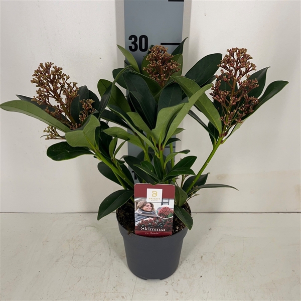 <h4>Skimmia Rubella 2-3</h4>