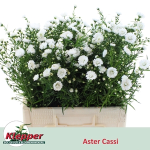 AST CASSY