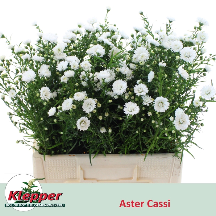 <h4>AST CASSY</h4>