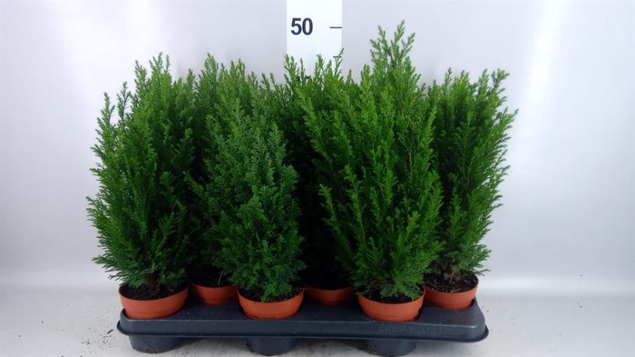 Chamaecyparis laws. 'Ellwoodii'