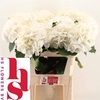 Hydrangea schneeball