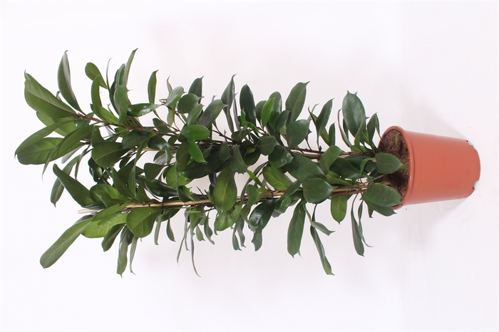 <h4>Ficus cyathistipula</h4>