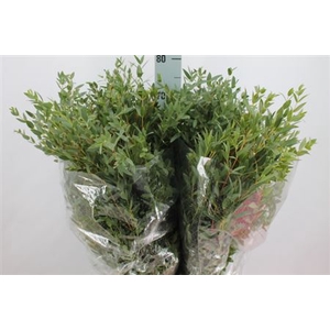 Euca Parvifolia Lang 300 Gram