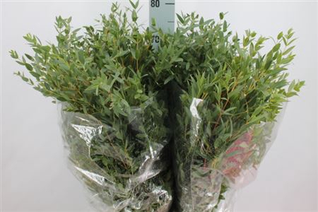 <h4>Euca Parvifolia Lang 300 Gram</h4>