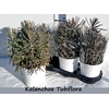 Kalanchoe Ov