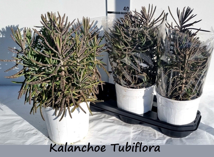 Kalanchoe Ov