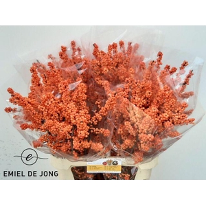 Ilex vert Winter Gold L 9