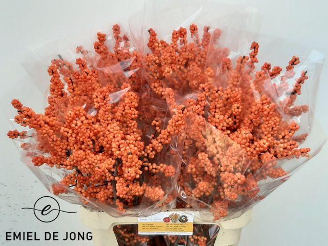 <h4>Ilex verticillata 'Winter Gold'</h4>