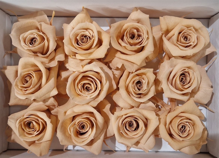 <h4>Ro Pres Mini Apricot</h4>