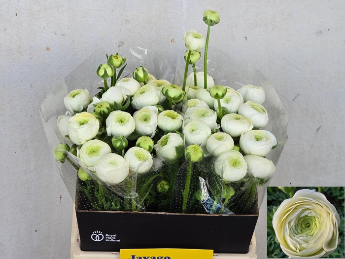 <h4>RAN AAZUR WHITE</h4>