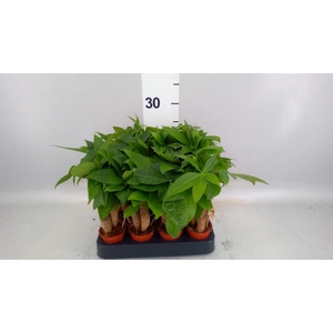 Pachira aquatica
