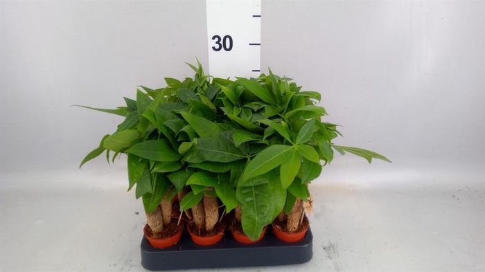 <h4>Pachira aquatica</h4>