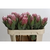 Protea Penny Pink