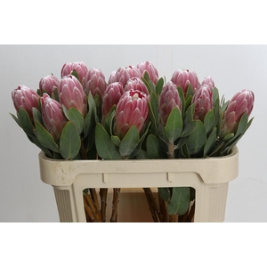 Protea Penny Pink