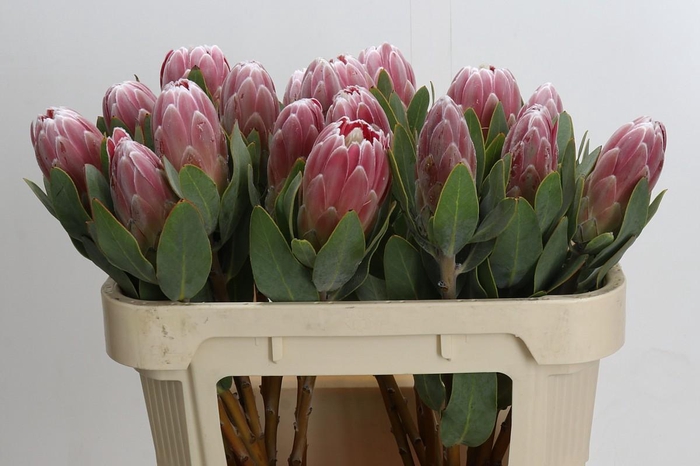<h4>Protea Penny Pink</h4>