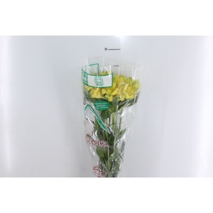 ALSTROEMERIA CARIBBEAN 080 CM