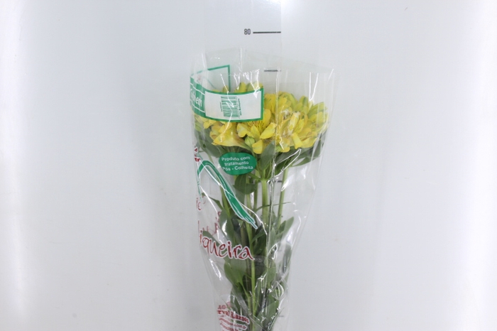 ALSTROEMERIA CARIBBEAN 080 CM