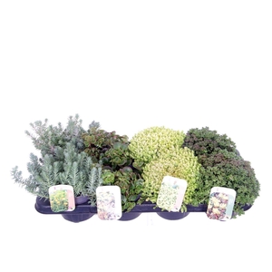 Sedum mix in tray