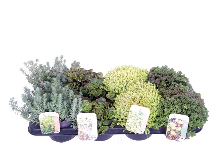 <h4>Sedum mix in tray</h4>